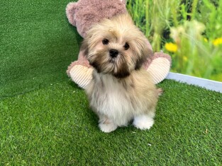 Lhasa Apso male Puppy for sale 027482084